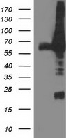 DPP3 Antibody in Western Blot (WB)