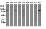 DPP3 Antibody in Western Blot (WB)