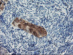 DPP8 Antibody in Immunohistochemistry (Paraffin) (IHC (P))