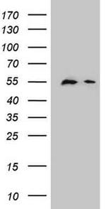 DPPA2 Antibody in Western Blot (WB)