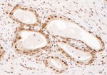 DPY30 Antibody in Immunohistochemistry (IHC)