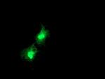 DTYMK Antibody in Immunocytochemistry (ICC/IF)