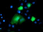 DTYMK Antibody in Immunocytochemistry (ICC/IF)