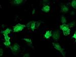 DTYMK Antibody in Immunocytochemistry (ICC/IF)