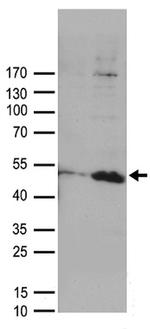 DUSP1 Antibody in Western Blot (WB)