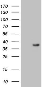 DUSP4 Antibody in Western Blot (WB)