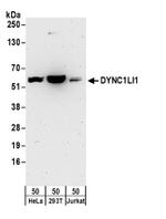 DYNC1LI1 Antibody in Western Blot (WB)