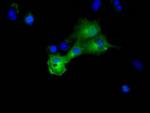 DYNC1LI1 Antibody in Immunocytochemistry (ICC/IF)