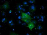 DYNC1LI1 Antibody in Immunocytochemistry (ICC/IF)