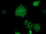 DYNC1LI1 Antibody in Immunocytochemistry (ICC/IF)