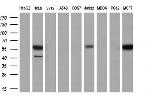 DYNC1LI1 Antibody in Western Blot (WB)