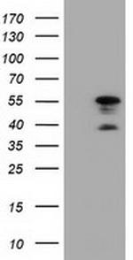 DYNC1LI1 Antibody in Western Blot (WB)