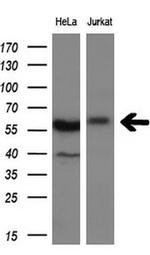 DYNC1LI1 Antibody in Western Blot (WB)