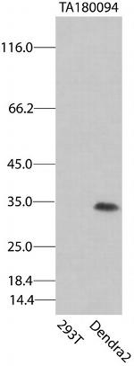 Dendra2 Antibody in Western Blot (WB)