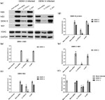 Dengue Virus Type 2 NS3 Antibody in Western Blot (WB)