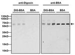 Digoxin Antibody in Western Blot (WB)