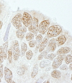 Drosha Antibody in Immunohistochemistry (IHC)