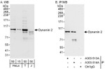 Dynamin 2 Antibody in Western Blot (WB)