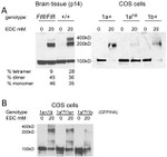 Dynamin 1 Antibody in Western Blot (WB)