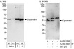 Dysbindin1 Antibody in Western Blot (WB)