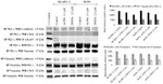 E-cadherin Antibody in Western Blot (WB)