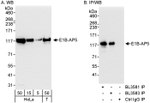 E1B-AP5 Antibody in Western Blot (WB)