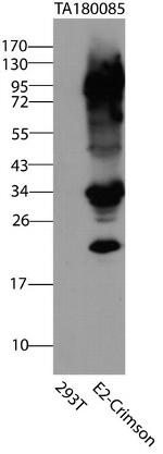 E2-Crimson Antibody in Western Blot (WB)