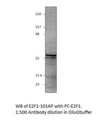 E2F1 Antibody in Western Blot (WB)