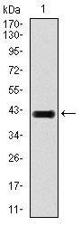 E2F1 Antibody in Western Blot (WB)