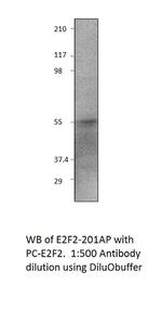 E2F2 Antibody in Western Blot (WB)