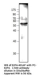 E2F4 Antibody in Western Blot (WB)