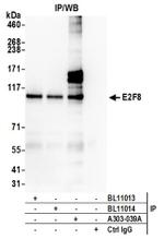 E2F8 Antibody in Western Blot (WB)