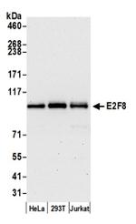 E2F8 Antibody in Western Blot (WB)