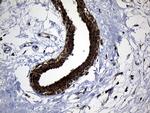 EARS2 Antibody in Immunohistochemistry (Paraffin) (IHC (P))