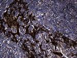 EARS2 Antibody in Immunohistochemistry (Paraffin) (IHC (P))