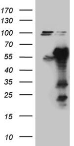 EARS2 Antibody in Western Blot (WB)