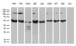 EARS2 Antibody in Western Blot (WB)