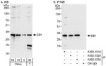 EB1 Antibody in Western Blot (WB)