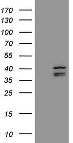 EBLN2 Antibody in Western Blot (WB)