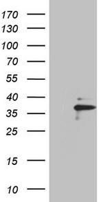 EBLN2 Antibody in Western Blot (WB)