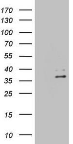 EBLN2 Antibody in Western Blot (WB)