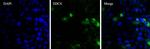 Rabbit IgG (H+L) Highly Cross-Adsorbed Secondary Antibody in Immunocytochemistry (ICC/IF)