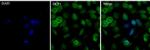 EDC4 Antibody in Immunocytochemistry (ICC/IF)