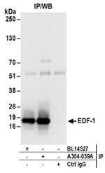 EDF-1 Antibody in Western Blot (WB)