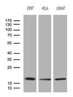 EDF1 Antibody in Western Blot (WB)