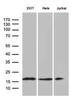 EDF1 Antibody in Western Blot (WB)