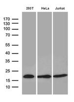 EDF1 Antibody in Western Blot (WB)