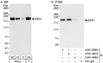 EEA1 Antibody in Western Blot (WB)