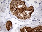 EEF1D Antibody in Immunohistochemistry (Paraffin) (IHC (P))