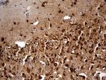 EEF1D Antibody in Immunohistochemistry (Paraffin) (IHC (P))